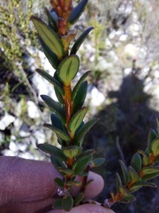 Adenandra