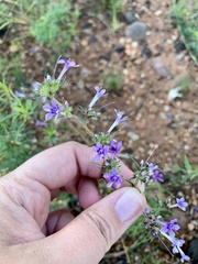 Ipomopsis multiflora