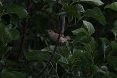 Acrocephalus palustris