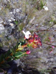 Adenandra