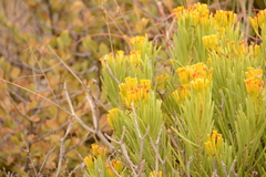 Senecio barbertonicus
