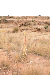 Kalanchoe thyrsiflora