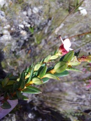 Adenandra