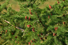 Larix