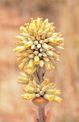 Kalanchoe thyrsiflora