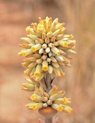 Kalanchoe thyrsiflora