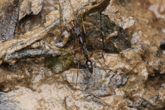 Odontomachus