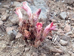 Aphyllon corymbosum