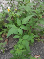 Bidens alba