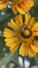Augochlora pura
