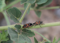 Lygaeus kalmii
