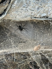 Tegenaria domestica