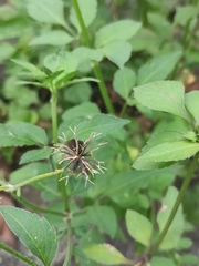 Bidens alba