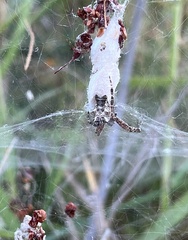 Cyrtophora citricola