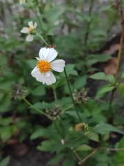 Bidens alba