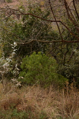 Senecio barbertonicus