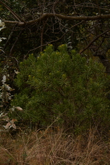Senecio barbertonicus