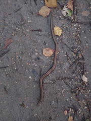 Anguis colchica