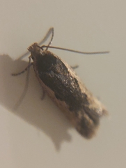 Cosmardia moritzella