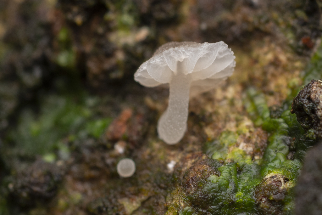 Roridomyces austrororidus · August 2022 · photo: © lawrencehylton (iNaturalist, cc-by)