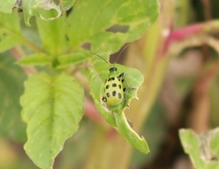 Diabrotica undecimpunctata