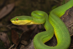 Trimeresurus albolabris