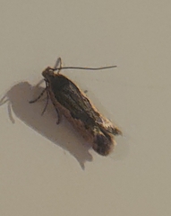 Cosmardia moritzella