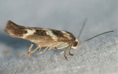 Scythris trivinctella