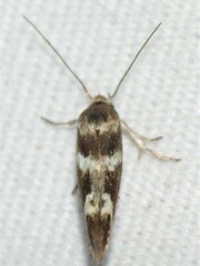 Scythris trivinctella