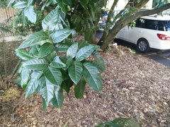 Alectryon excelsus grandis