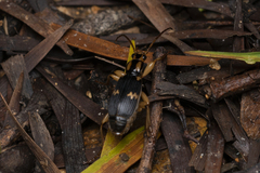 Pheropsophus javanus