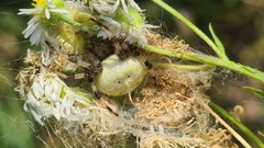 Araneus quadratus