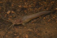 Clarias fuscus