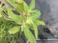 Monarda punctata