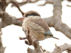 Halcyon chelicuti chelicuti