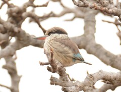 Halcyon chelicuti chelicuti