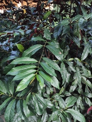 Excoecaria cochinchinensis