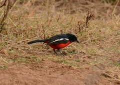 Laniarius atrococcineus