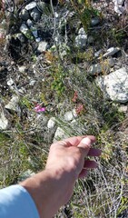 Polygala garcinii
