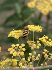 Vespula alascensis