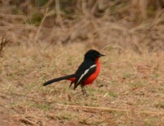 Laniarius atrococcineus
