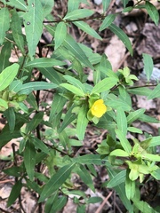 Ludwigia alternifolia