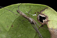 Tetragnathidae