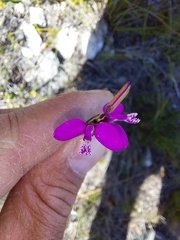 Polygala garcinii