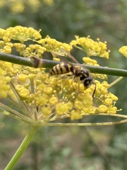 Vespula alascensis