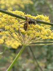 Vespula alascensis