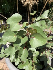 Populus nigra