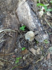 Coprinopsis variegata