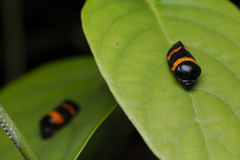 Cosmoscarta abdominalis
