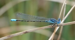 Argia alberta